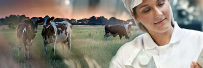 dairy operator with cows in the background