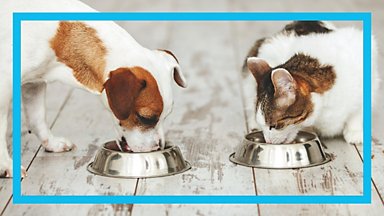 ASFACT Boîte hermétique à grains de qualité alimentaire, réservoir de  stockage transparent, réservoir de stockage de nourriture pour chat et  chien, fût de riz bleu petite taille (capacité de 1,5 kg) 