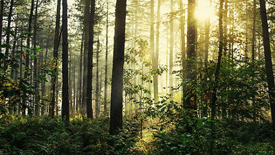 A tree seen in frog perspective