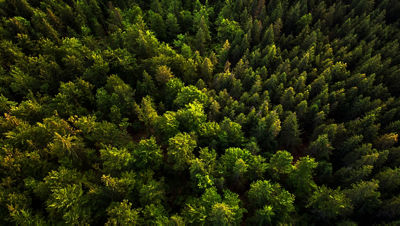 Forest from above