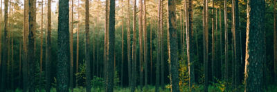 Alberi della foresta