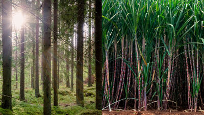 Nordic forest and sugarcane cultivation