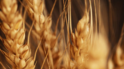 grains