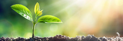 carbon neutrality
