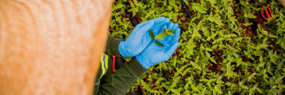 monos ahuecadassostiendouna植物