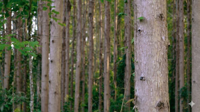 Árvores de floresta plantada, com troncos altos e vegetação verde, representam a origem renovável de matérias-primas para embalagens na seção Sustentabilidade e Circularidade.