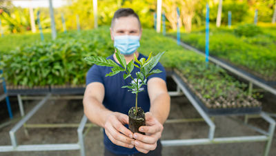 apremavi conservação mudas