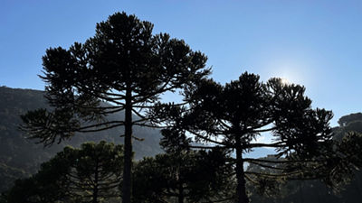 reflorestamento conservação mata atlantica