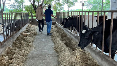Cows in barn at India farm