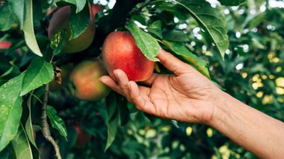 Hand picking a ripe red apple from a tree
