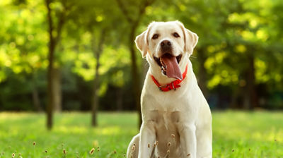 Perro labrador en un parque