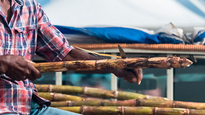Sugarcane