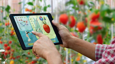 Looking at data on tablet, tomato cultivation