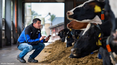 man sitting next to the cows