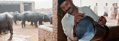 Пакистанский фермер молочного хозяйства