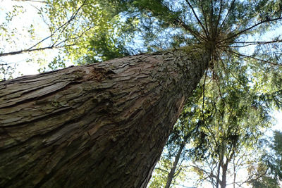 A tree seen from frog perspective