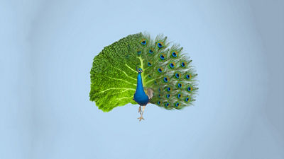 Peacock