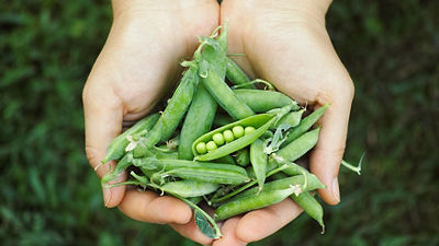 peas in a hand