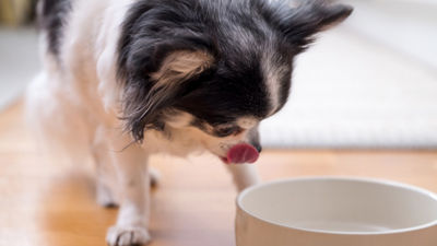 dog next to food bowl