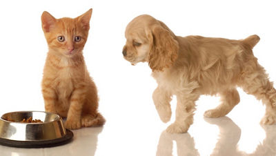 pet food cat and dog