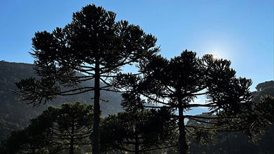 Pino con puesta del sol en el fondo