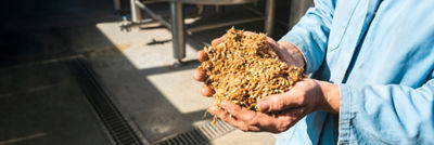 Person holding a handful of spent grain in a food processing facility