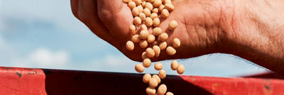Hands letting harvested soya beans fall into a red container