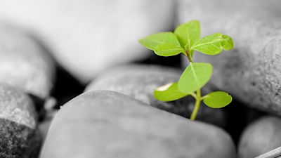 Plant growing from rocks