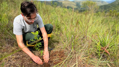 sembrando sarboles,pryectoraucaria inBrasil