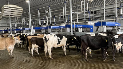 Cows in barn, Pepper Dairy