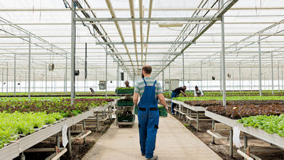 Horticulture group of farm workers growing eco friendly bio pesticide free food crops
