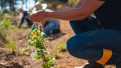 力争在2030年前恢复最多7,000公顷的南洋杉，以恢复生物多样性、实现碳移除并缓解气候变化。