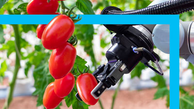 Robot som plockar tomater