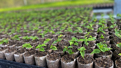 Apremavi’s seedling nursery