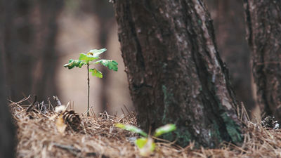 Small tree growing next to large tree trunk