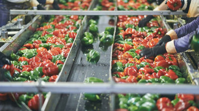 Sorting food, red and green peppers