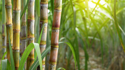 Sugarcane plants