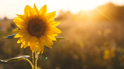 Sunflowers with sky blue background