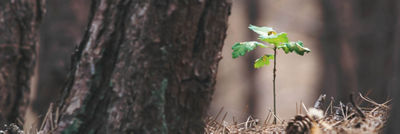 oak seedling in the forest
