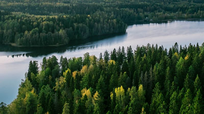 floresta preservação relatório