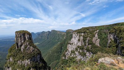 The Araucaria conservation programme