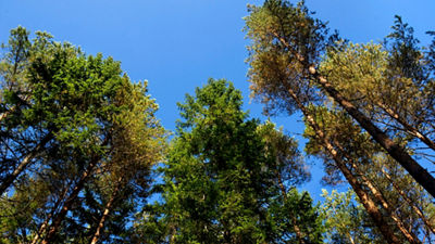 climate trees and blue sky