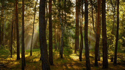 sun shining through forest