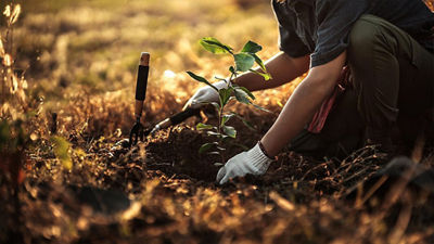 a plant being planted outside