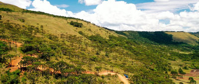 Araucaria forest in Brazil