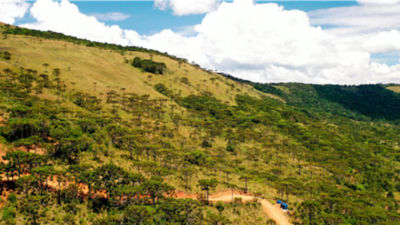 Forest in Brazil