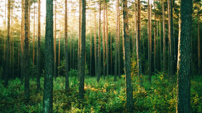 Arvores na floresta