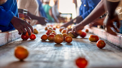 tomatoes being hand picked