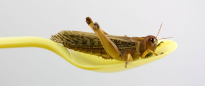 insect on spoon