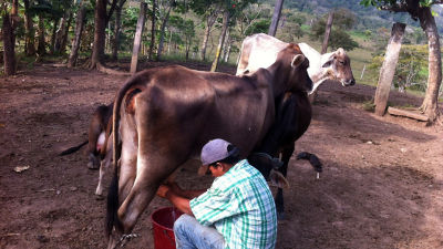 Dairy farming in Nicaragua